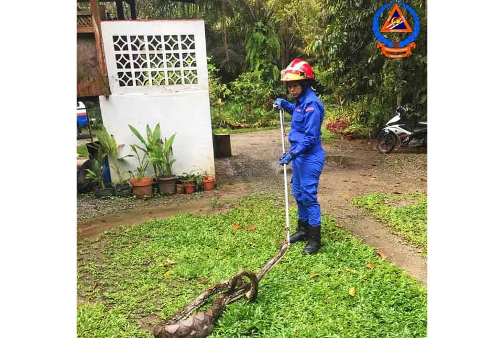 Faizilawati ketika terlibat dalam operasi tangkapan ular sawa tahun lalu.
