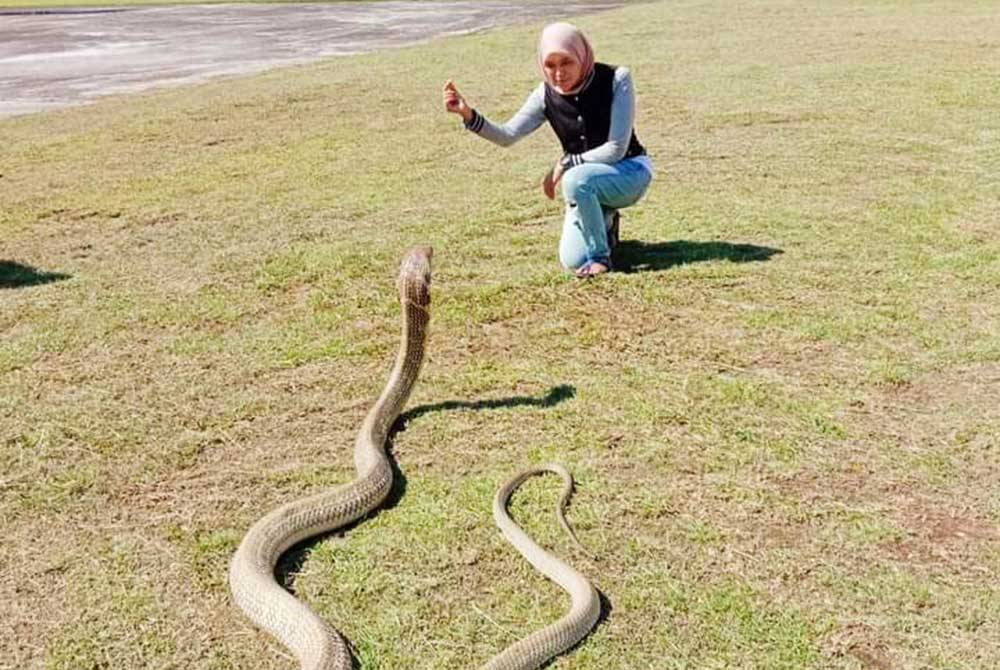 Faizilawati yang berpengalaman 14 tahun dalam APM semakin berani berdepan ancaman operasi tangkapan ular.
