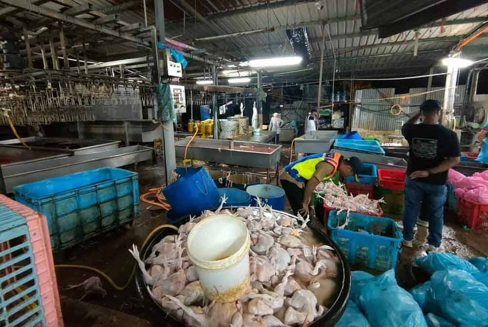 Air yang digunakan untuk membersihkan ayam tidak diganti secara berkala.