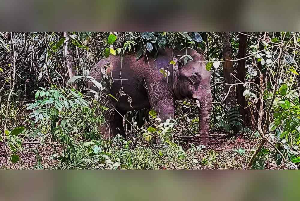 Seekor gajah jantan liar yang mengganggu tanaman dan kebun penduduk di Kampung Subong, Gua Musang berjaya ditangkap pada Sabtu.