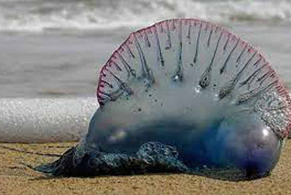 Kesemua mangsa telah disengat ubur-ubur dipercayai daripada spesies Physalia Physalis atau dikenali sebagai ‘Portuguese Man of War’. Foto Bernama
