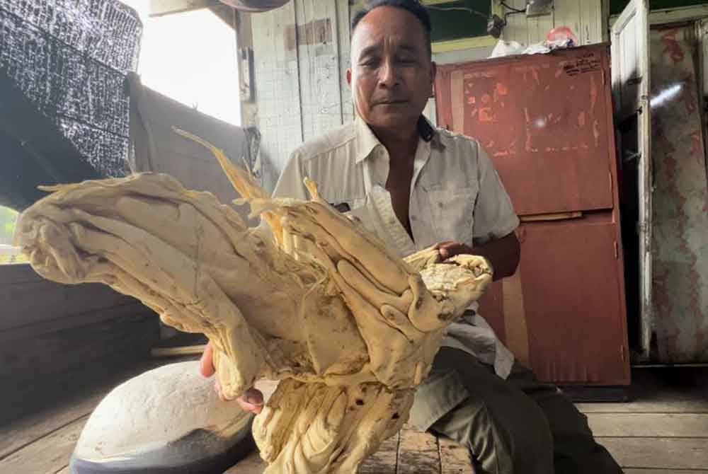 Objek yang ditemukan seorang penduduk di Pantai Kelulut, Marang dipercayai tumbuhan laut namun ada segelintir pihak mendakwa ia adalah muntah paus.