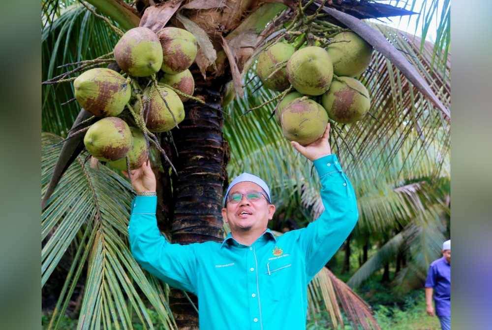 Tuan Mohd Saripudin melihat hasil tanaman kelapa yang diusahakan usahawan di negeri ini. Foto FB Tuan Mohd Saripudin