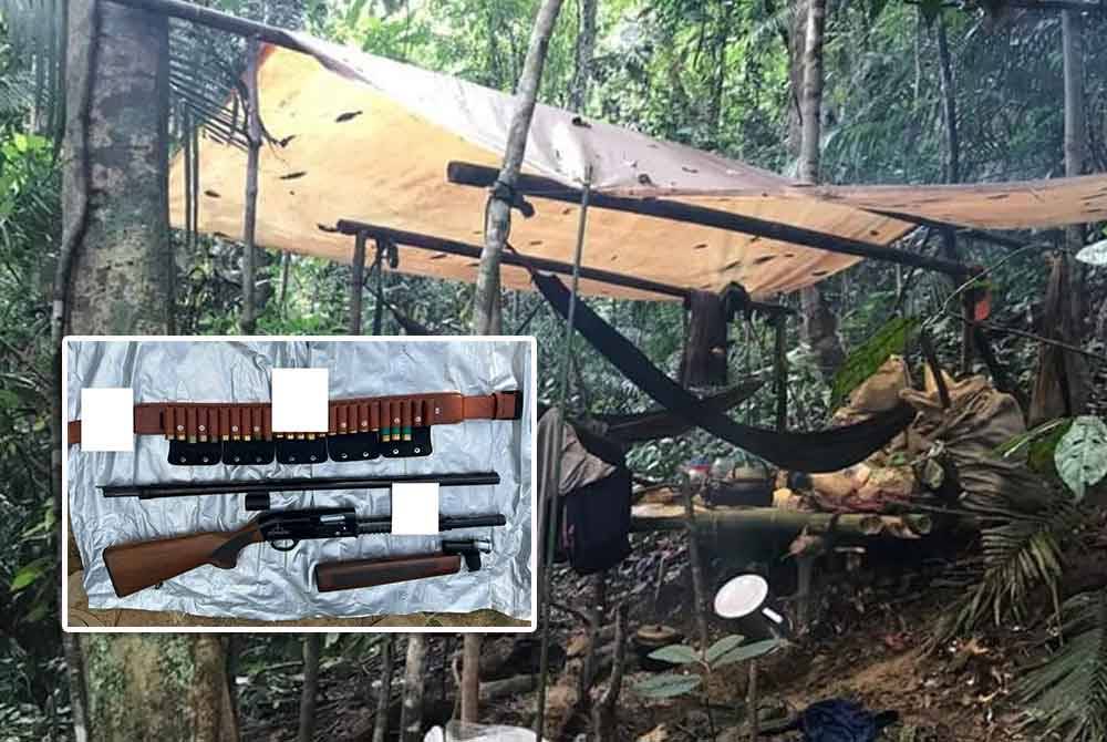 Khemah haram yang didirikan pemburu haram dikesan Perhilitan menerusi siri operasi di seluruh negara. Foto: Perhilitan (Gambar kecil: Antara senjata yang dirampas Perhilitan sepanjang operasi jenayah pemburuan haram. Foto: Perhilitan)