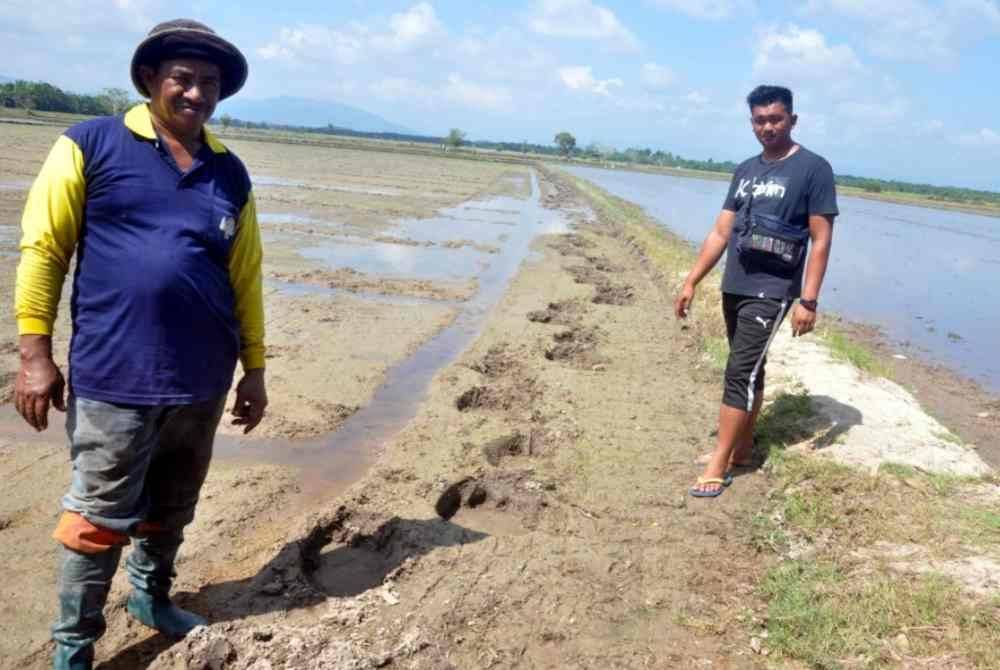Pesawah dari Gong Machang, Yusof Seman, 50, (kiri) bersama rakannya, Mohd Haizaruddin Mohd Azhar, 31, menunjukkan kesan tapak kaki gajah di kawasan sawah padi kampung berkenaan. Foto Bernama