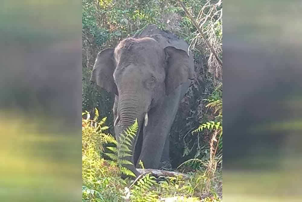 Perhilitan Terengganu berjaya menangkap seekor gajah liar jantan dianggarkan seberat 2 tan untuk dipindahkan ke habitat lebih selamat.