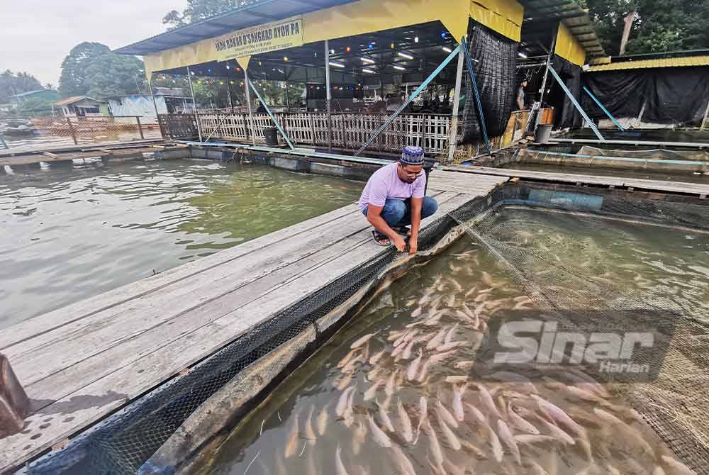 Mohd Muhafizi memberi makan ikan yang diternak di sekeliling warungnya di Sungai Pengkalan Penambang, Kampung Beladau Kepong di Kuala Terengganu.