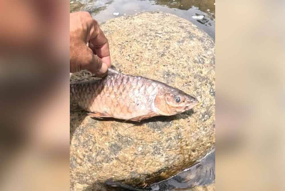 Bangkai ikan yang ditemui di atas batu di kawasan hutan Gerik, Perik.