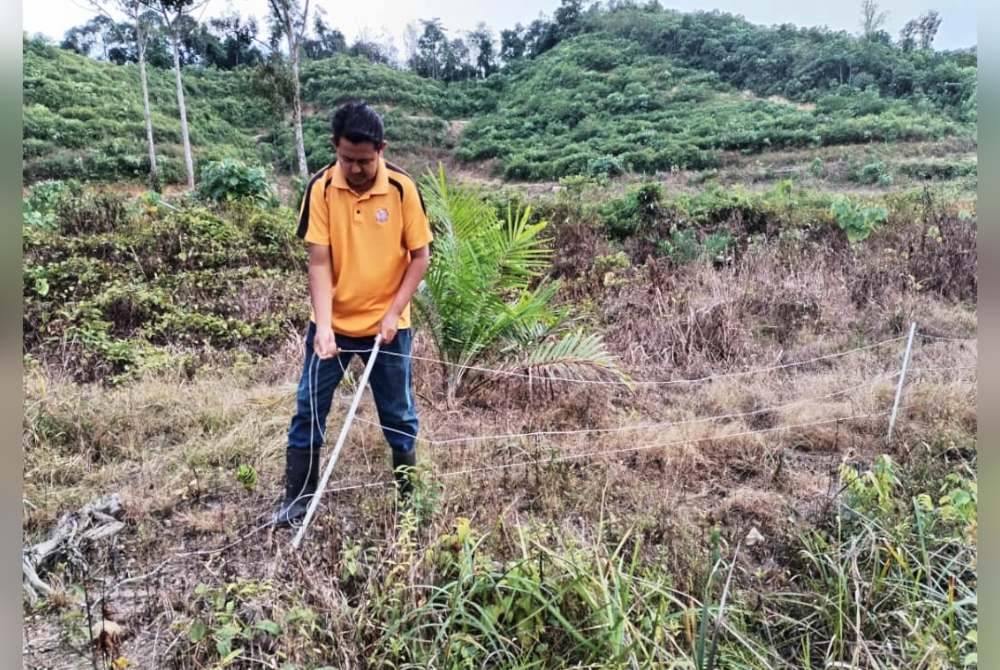 Ahmad Shazril Hisyam menunjukkan keadaan pagar yang rosak setelah dirempuh kawanan gajah di kebun kelapa sawit di Kampung Seri Bayas, di Setiu.