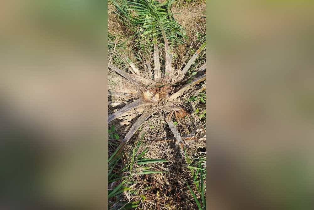 Antara pokok kelapa sawit yang belum matang dan mengeluarkan buah rosak dipercayai diserang gajah liar.