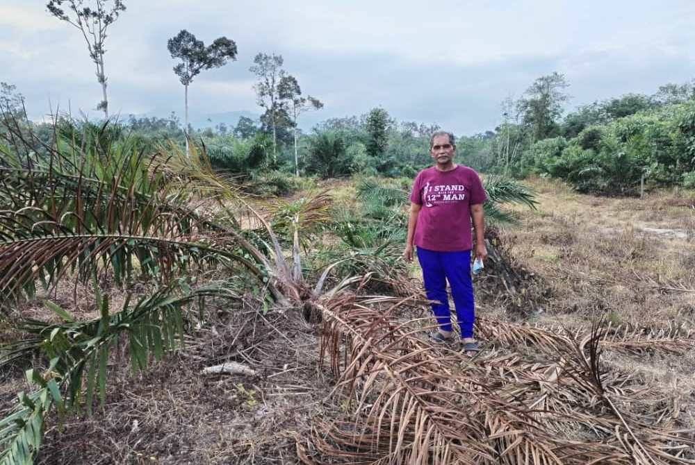 Antara kerosakan tanaman yang berlaku disebabkan serangan gajah liar.