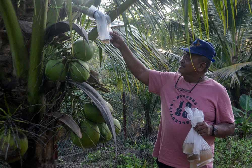 Ab Aziz memeriksa air manisan nira yang terkumpul dalam plastik yang diikat pada mayang pokok kelapa untuk dikumpulkan. - Foto Bernama