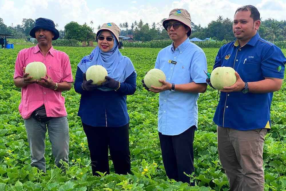 FAMA Kelantan membantu membeli dan memasarkan 170 tan metrik tembikai wangi yang diusahakan oleh petani di Ladang Kontrak Projek Kampung Banggol, Kota Bharu pada Isnin.