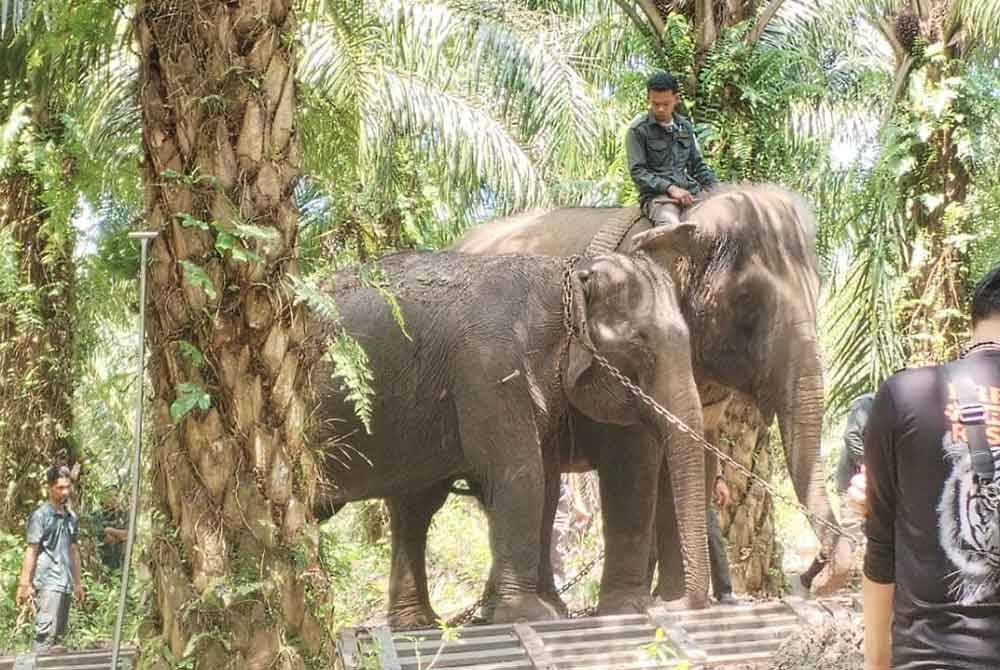 Usaha memindahkan gajah liar tersebut dibantu dua ekor denak dari Pusat Konservasi Gajah Sungai Deka.