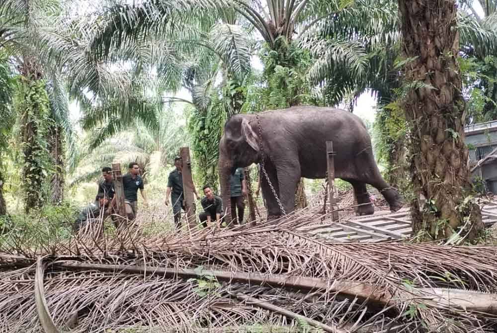 Gajah liar betina yang sebelum ini dilanggar Porsche Cayenne berjaya dipindahkan ke lokasi selamat pada Isnin.