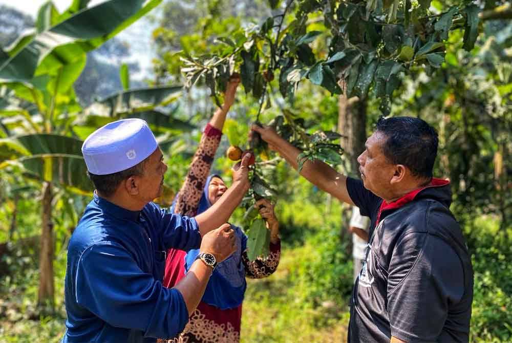 Penduduk kampung memetik buah mentega untuk dijadikan pencuci mulut ketika berbuka.