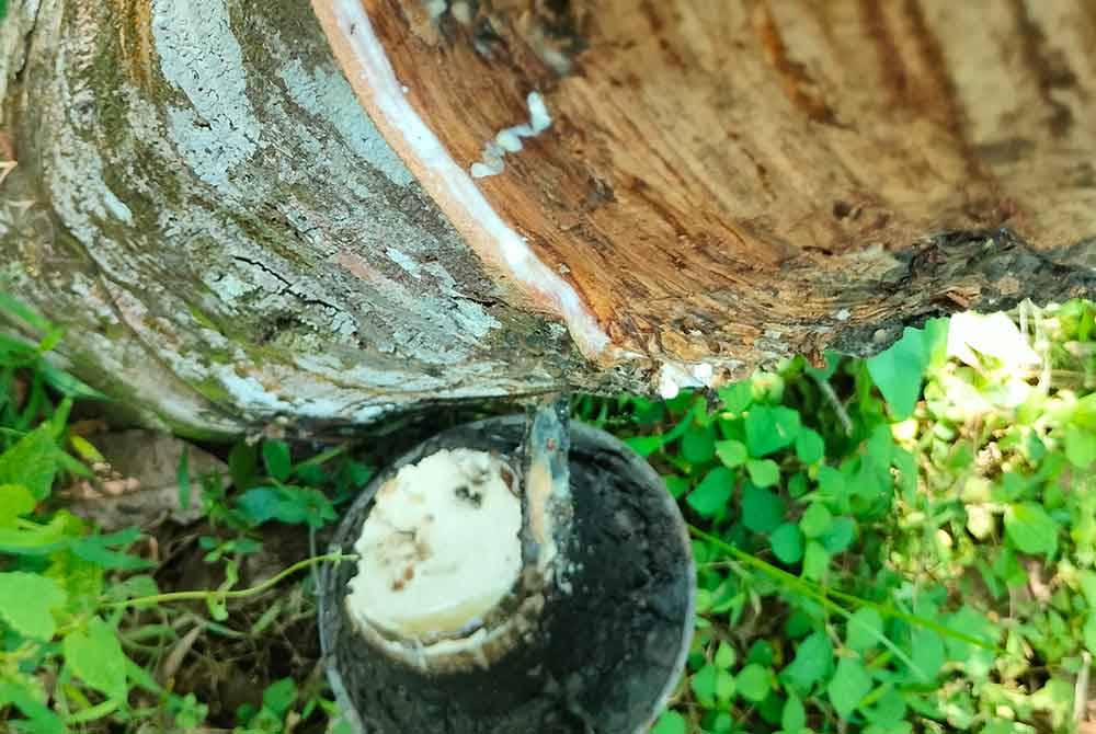 Hasil susu getah yang terjejas akibat cuaca panas berpanjangan.