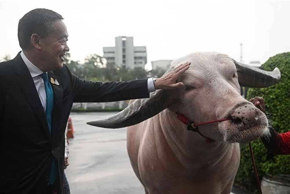 Srettha mengusap mesra Ko Muang Phet di luar pejabatnya. - Foto: AFP