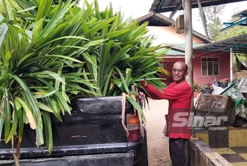 Abe Yie menunjukkan daun pandan yang digunakan untuk membuat cendol