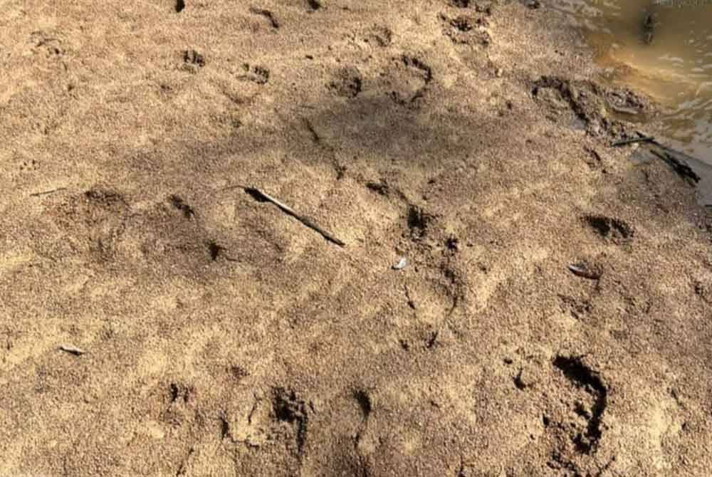 Kesan tapak kasut yang ditemui di lokasi berlakunya aktiviti menuba udang galah di sungai berkenaan. Foto Jabatan Perikanan Perak