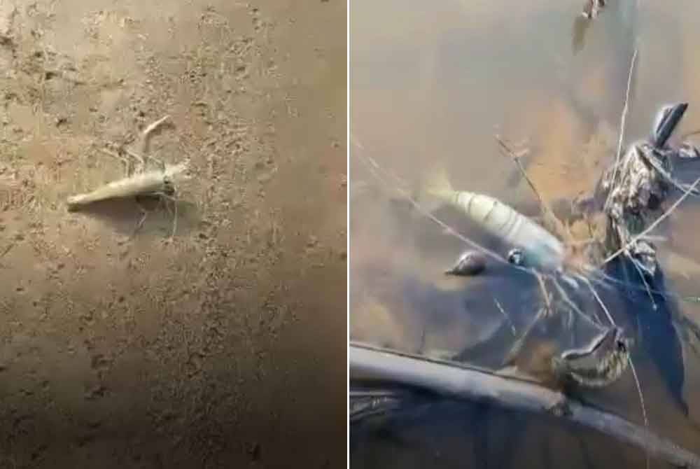 Kebanyakan udang galah yang mati masih bersaiz kecil dan dikhuatiri boleh mengganggu populasi di kawasan Sungai Bernam.