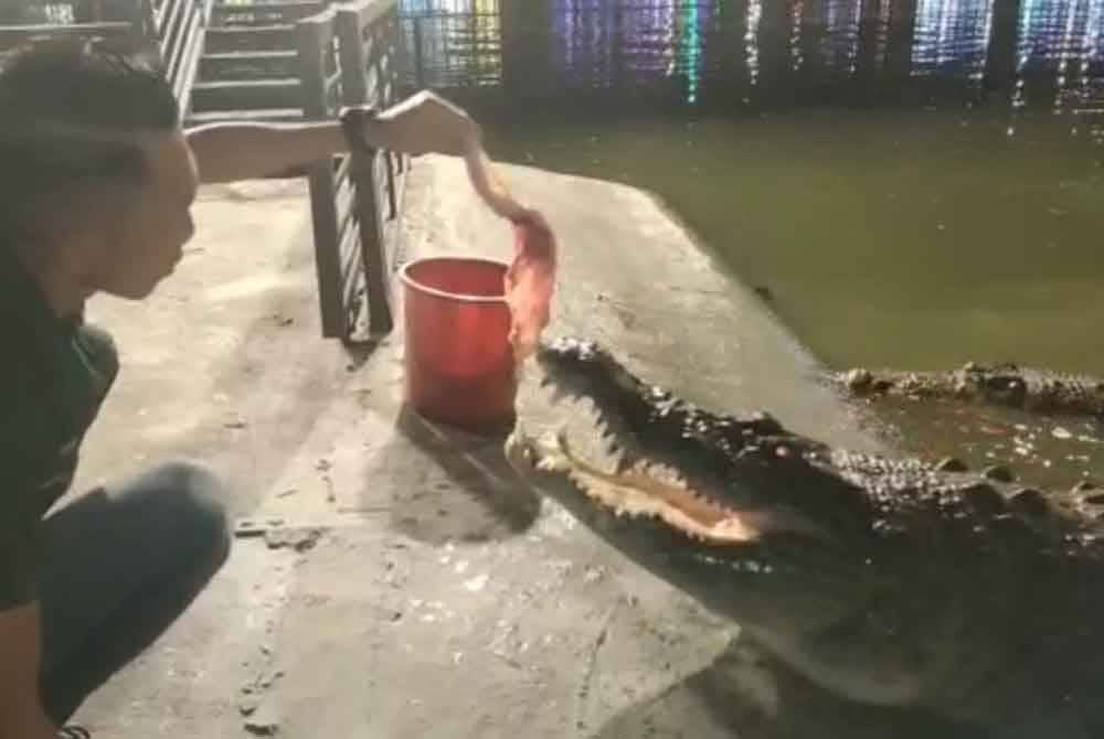 Sesi memberi makan kepada Lipis sambil disaksikan pengunjung di 99 Wonderland Park, Selayang.