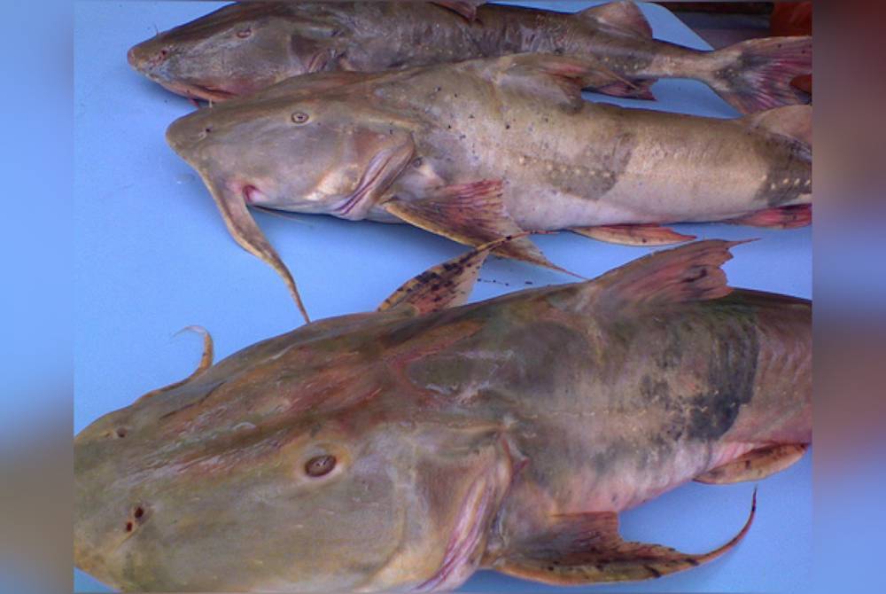 Ikan berkepala besar yang memiliki corak celoreng itu merupakan spesies asli Sungai Pahang namun terdapat juga di lembangan Sungai Kelantan dan Terengganu.