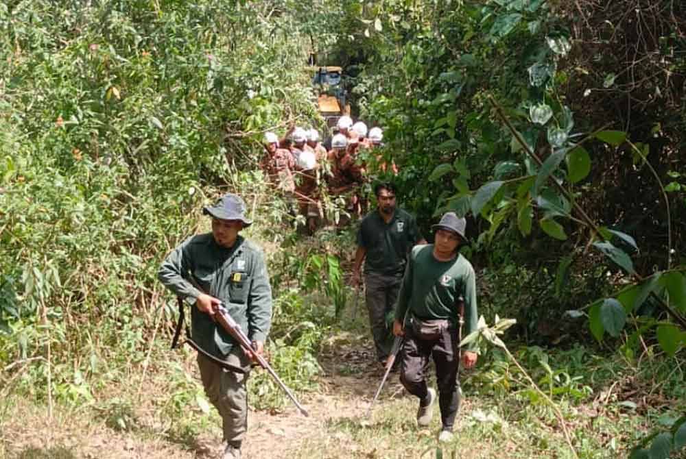Seorang anggota Perhilitan cedera dirempuh seekor gajah liar. Foto bomba