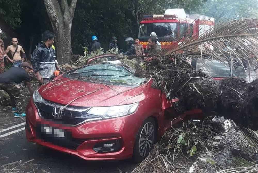 Kereta dipandu mangsa remuk teruk akibat dihempap sebatang pokok kelapa sawit dalam kejadian pada Selasa. Foto Penang Kini