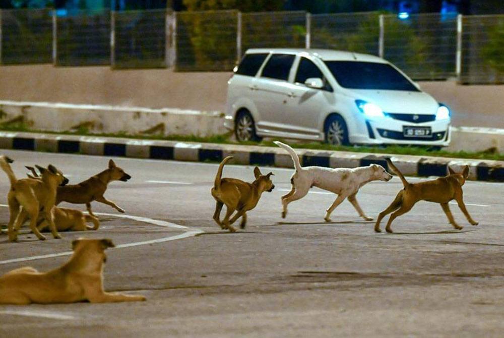 Sri Aman menjadi bahagian terbaharu di Sarawak diisytiharkan sebagai kawasan jangkitan rabies selepas Kuching, Samarahan, Serian dan Bintulu. Gambar fail Bernama