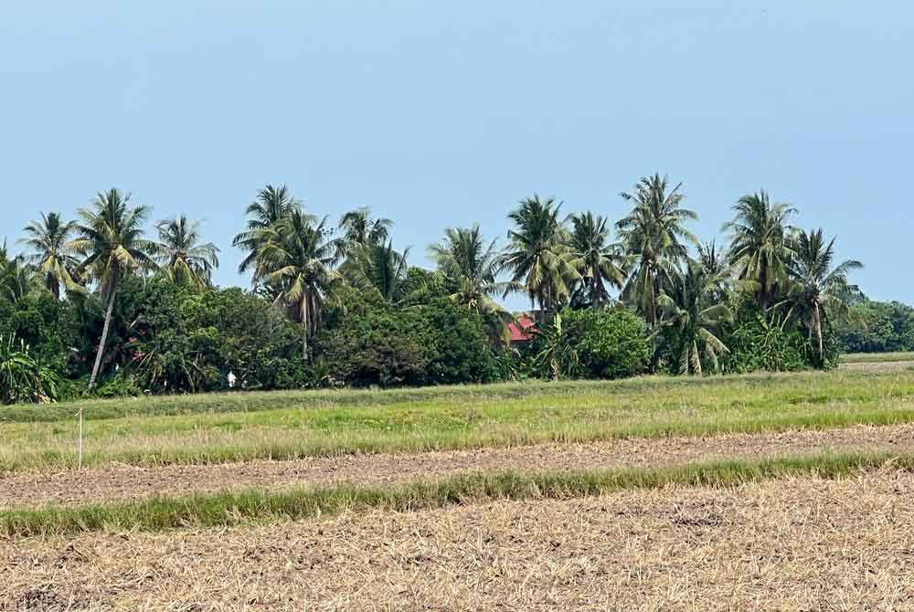 Keadaan sawah padi yang kering akibat cuaca panas yang melanda kawasan utara ketika ini.