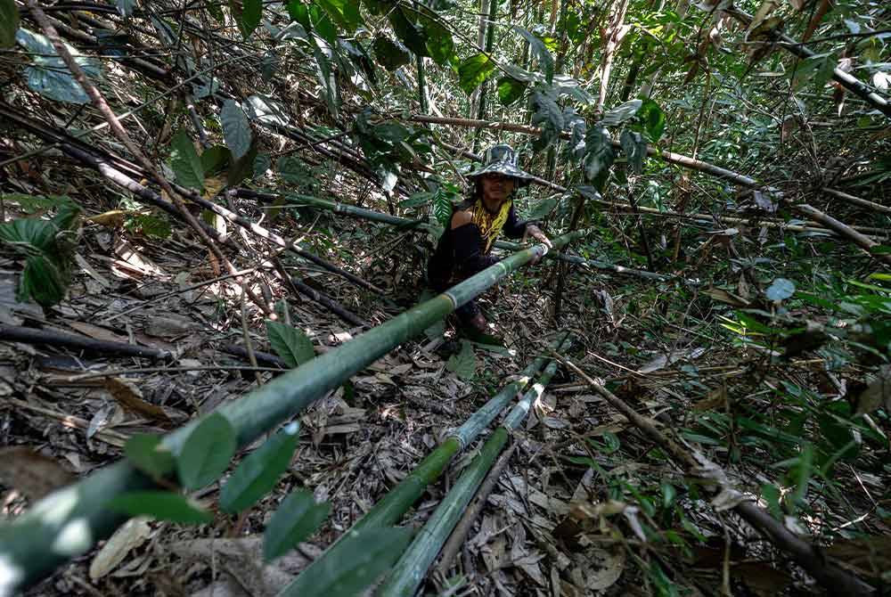 Baharuddin menarik buluh lemang yang sudah ditebang. Foto Bernama