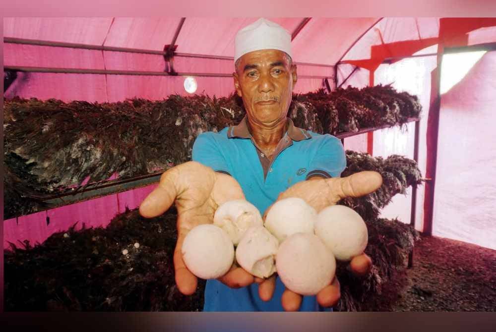 Pengusaha cendawan Volvariella, Ismail Ibrahim, 67, menunjukkan cendawan Volvariella yang ditanam di khemahnya di Kampung Musa. Foto Bernama