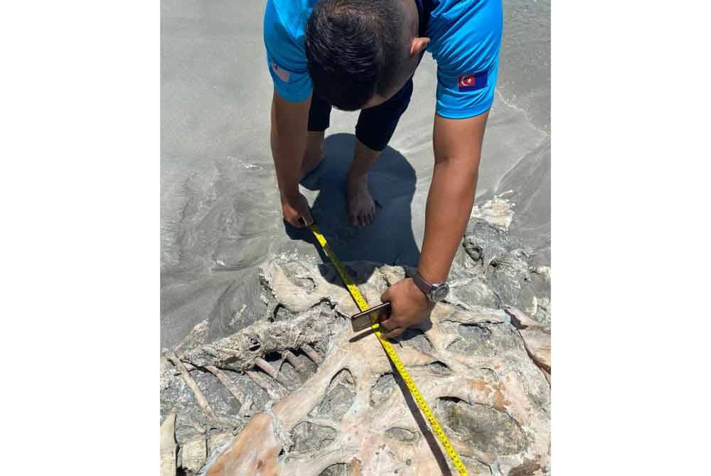 Anggota Cawangan Konservasi dan Perlindungan Perikanan Mersing mengambil sampel bangkat dugong yang mati terdampar di Tanjung Leman, Mersing. - Foto Jabatan Perikanan Johor.