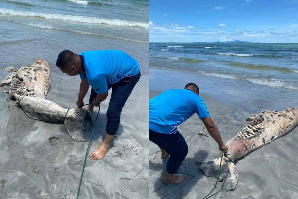Keadaan bangkai dugong yang terdampar di kawasan pantai di Tanjung Leman, Mersing. - Foto Jabatan Perikanan Johor.