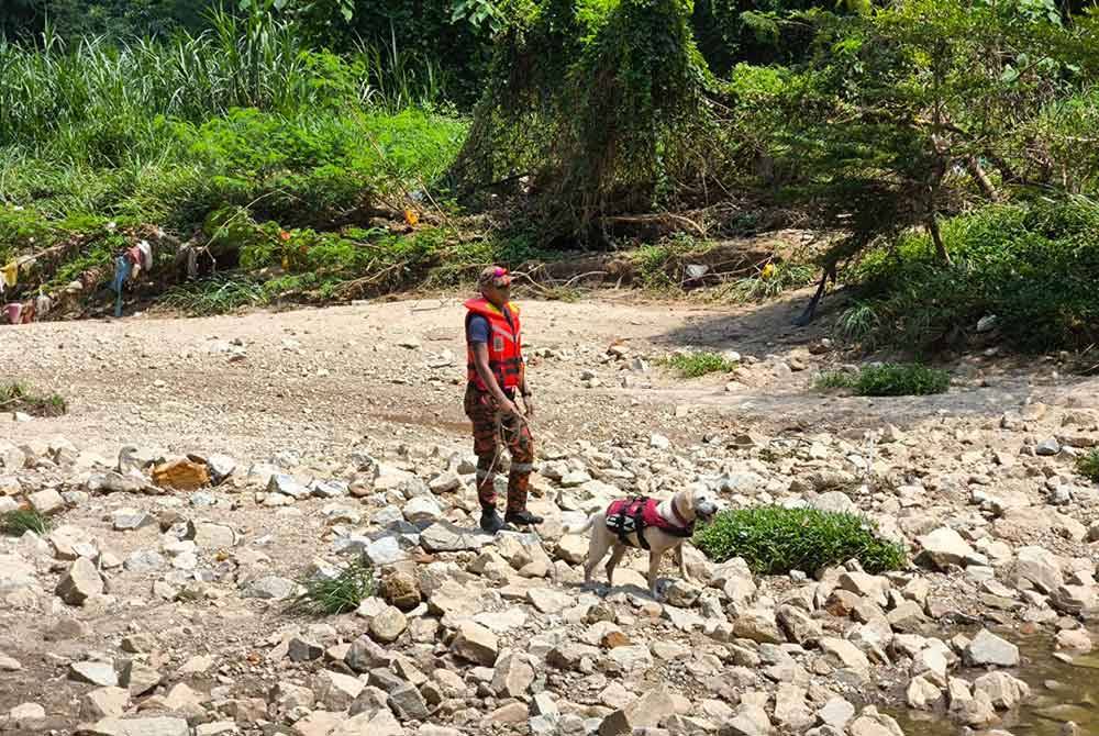 JBPM menggunakan khidmat Unit Anjing Pengesan (K9) bagi mengesan dua lagi mangsa lemas di Jalan KP 4/9 Kota Perdana, Seri Kembangan, dekat sini pada Ahad.