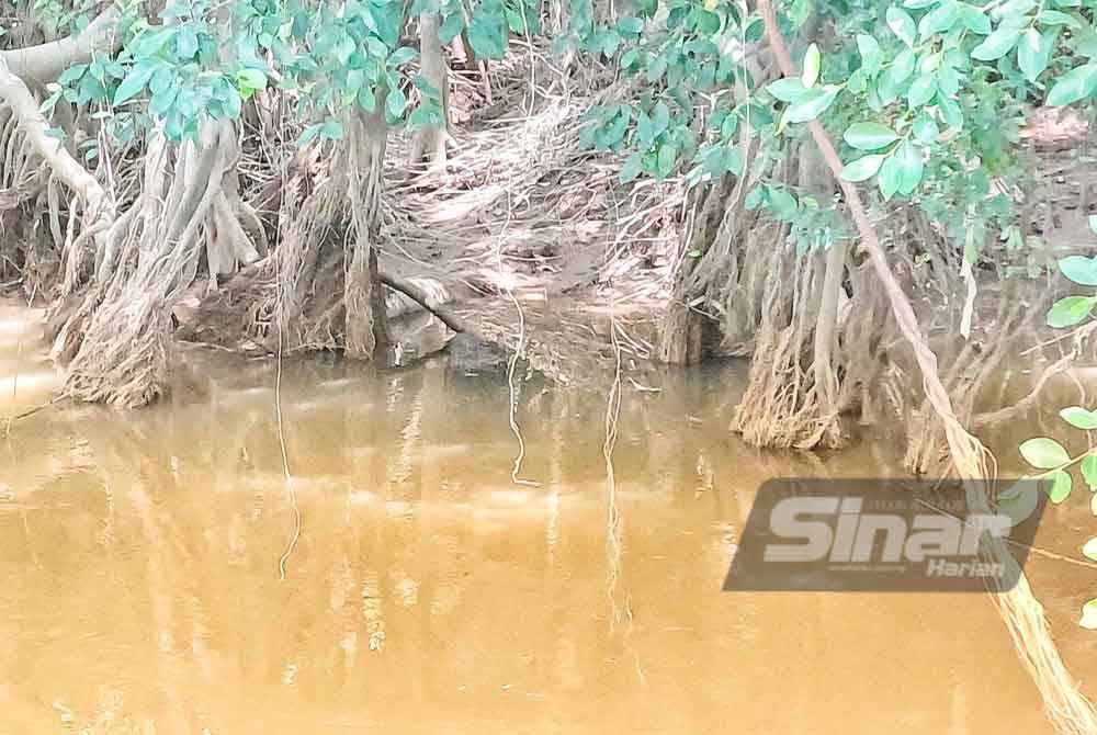 Kepala buaya timbul di permukaan air ketika tinjauan Sinar Harian pada Isnin.