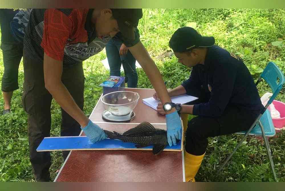DOF melakukan kajian ke atas spesies ikan bandaraya yang bersifat invasif dan boleh menjejaskan spesies ikan asli tempatan.