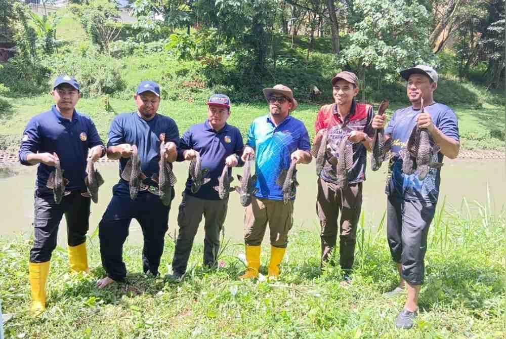 DOF melaksanakan operasi menangkap ikan bandaraya bagi memastikan spesies ikan asli di sungai negara terpelihara.