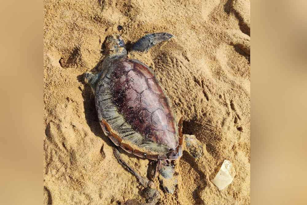 Bangkai penyu agar betina yang semakin mereput dijumpai terdampar di Pantai Chakar Hutan di Kerteh, Kemaman.