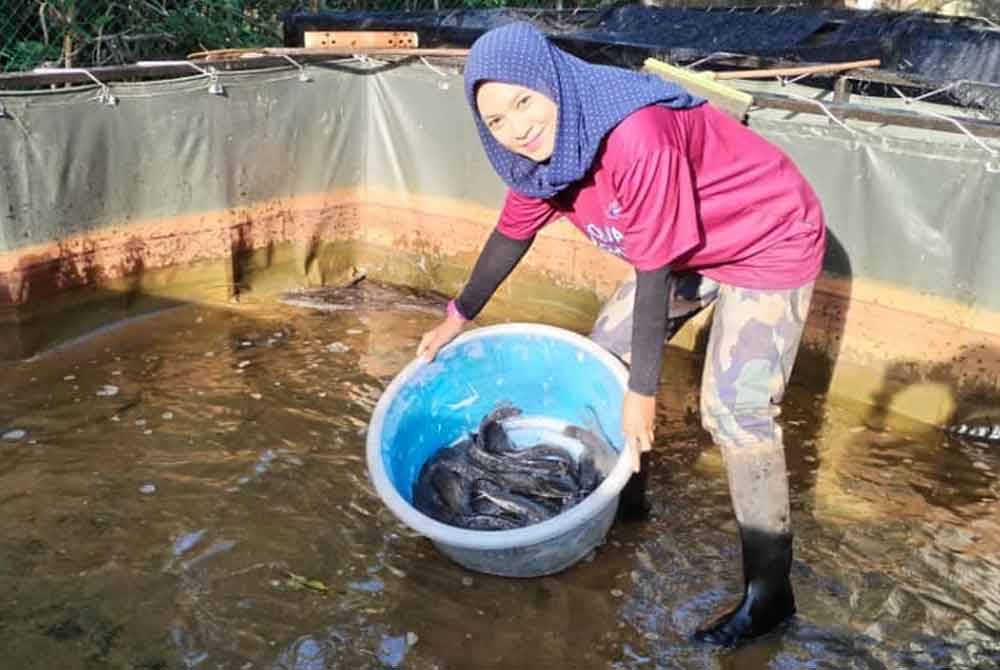 Ann Bazli bersama ikan keli yang diternak di kolam ternakan Kampung Gong Pasir, Kerandang, Besut.