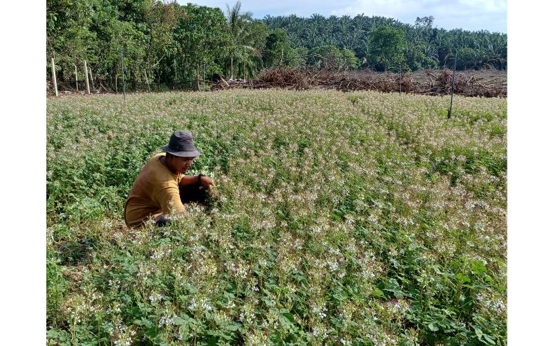 Muhammad Imran mencabut maman untuk dijual kepada pelanggan yang sudah membuat tempahan awal.