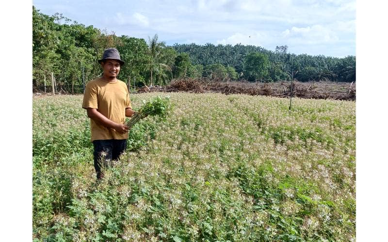 Muhammad Imran mengusahakan ladang mamannya sejak awal Ramadan lalu kini mendapat sambutan hebat dari orang ramai.