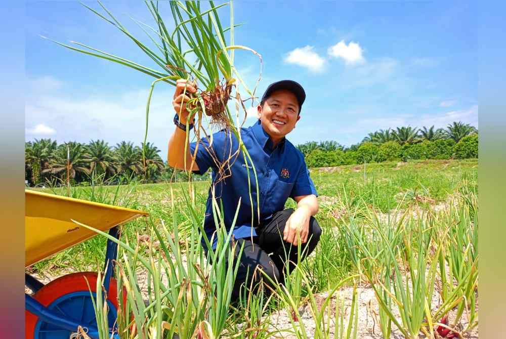Arthur Joseph menunjukkan hasil tuaian pertama projek perintis tanaman bawang di Kampung Ladang Bikam, Sungkai pada Rabu.