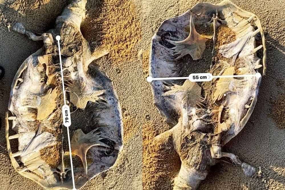 Jantina dan jenis penyu tersebut tidak dapat dipastikan kerana keadaan bangkainya yang telah mereput.