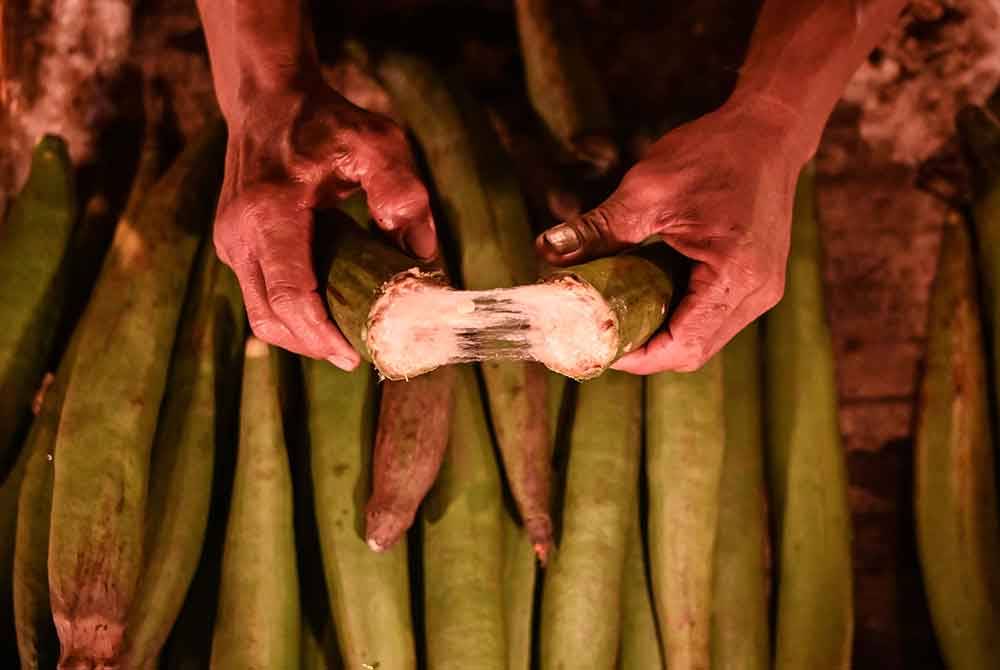 Mohd Zailani Mohd Nor, 49, menunjukkan buah kekabu yang dibelah dua untuk membuat pelita sebagai persiapan sempena malam tujuh likur semasa ditemui di rumahnya di Kampung Alor Belanga, semalam.