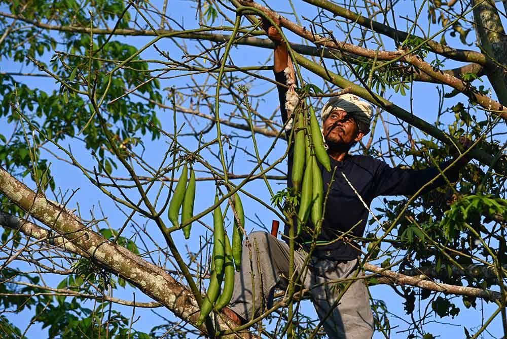 Mohd Zailani Mohd Nor, 49, mendapatkan buah kekabu untuk dijadikan pelita sebagai persiapan sempena malam tujuh likur semasa ditemui di rumahnya di Kampung Alor Belanga, semalam.
