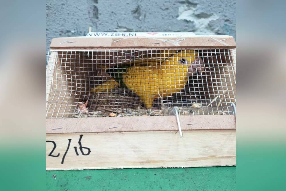 Burung yang dirampas ini dipercayai untuk diseludup ke negara jiran. Foto Ihsan Perhilitan