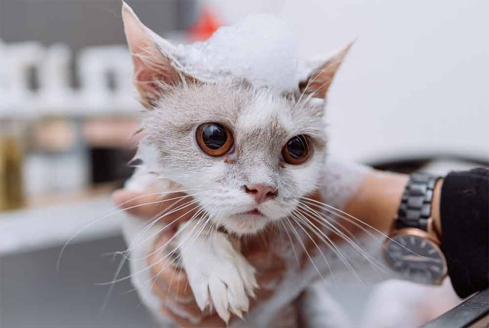 Perkhidmatan 'grooming' termasuk memandikan kucing turut disediakan di Cattopia Cat Hotel and Grooming