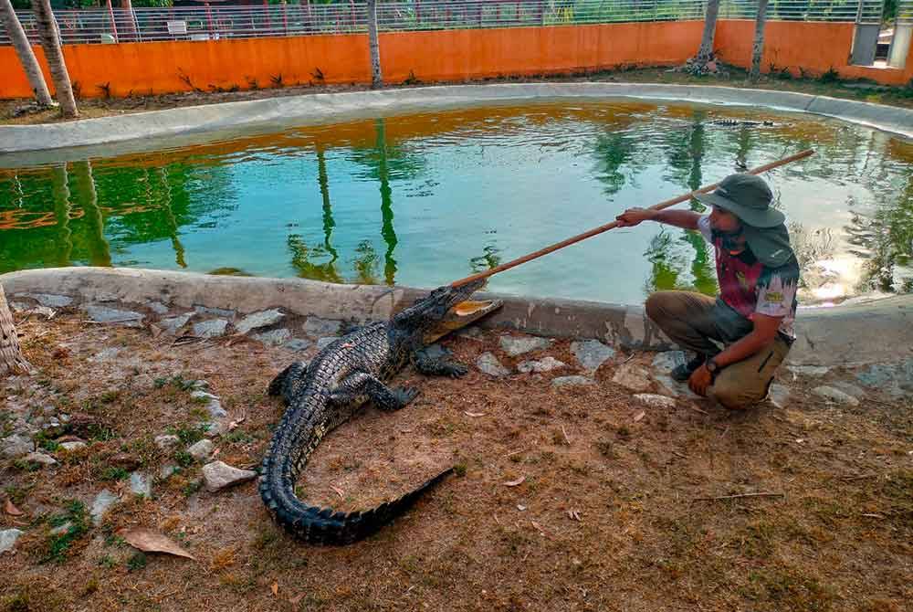 Saifullah ketika beraksi dengan seekor buaya yang terdapat di Taman Buaya dan Rekreasi Ayer Keroh, Melaka.